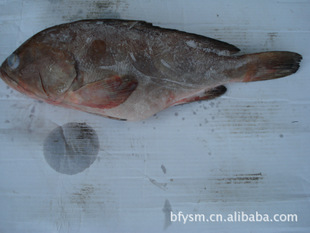 长期供应泰国石斑鱼