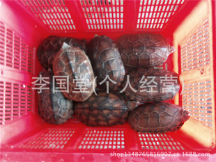 长期供应乌龟，鲜活水产乌龟批发